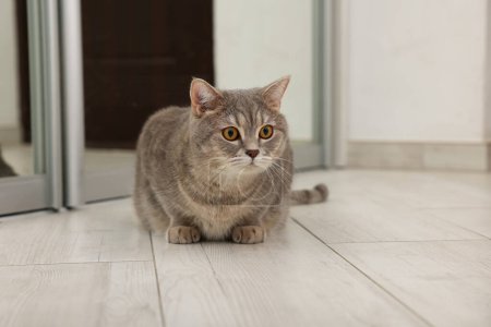 Photo for Cute Scottish cat on wooden floor at home - Royalty Free Image