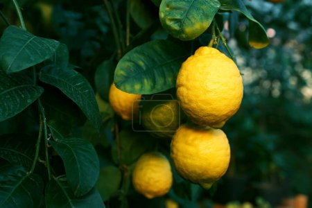 Limones inmaduros creciendo en el árbol al aire libre, primer plano