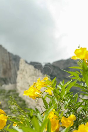 Photo for Picturesque landscape with yellow flowers against high mountains under cloudy sky, closeup - Royalty Free Image