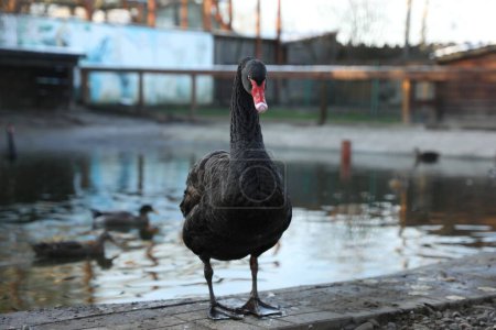 Photo for Beautiful black swan inside of aviary in zoo - Royalty Free Image