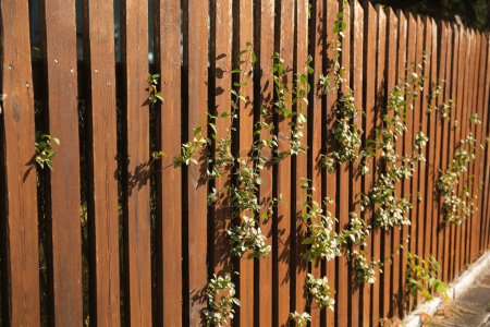 High wooden fence on sunny day outdoors