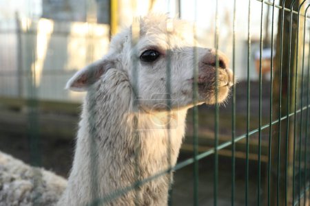 Foto de Hermosa Huacaya alpaca dentro de paddock en zoológico - Imagen libre de derechos