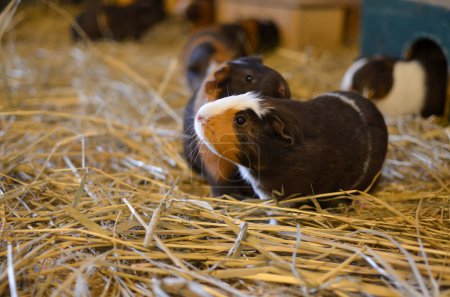 Photo for Cute funny guinea pigs on hay indoors - Royalty Free Image