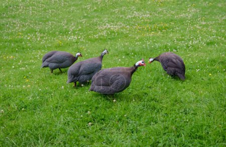 Photo for Many guinea fowls grazing on green grass - Royalty Free Image
