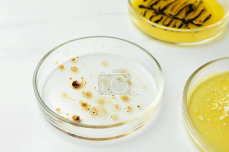 Téléchargez les photos : Boîtes de Pétri avec différentes colonies de bactéries sur fond blanc, gros plan - en image libre de droit