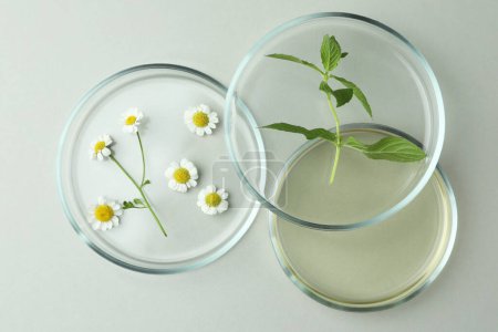 Photo for Flat lay composition with Petri dishes and plants on light grey background - Royalty Free Image