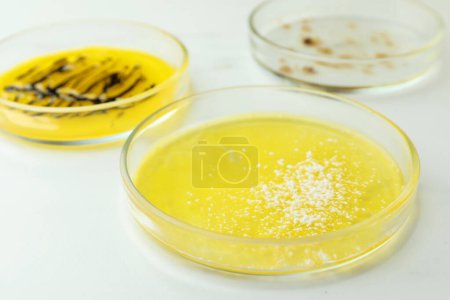 Téléchargez les photos : Boîtes de Pétri avec colonies de bactéries sur fond blanc, gros plan - en image libre de droit