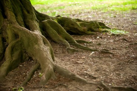 Téléchargez les photos : Racines d'arbres visibles à travers le sol en forêt - en image libre de droit