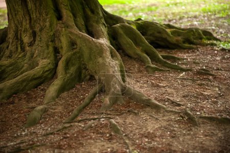 Téléchargez les photos : Racines d'arbres visibles à travers le sol en forêt - en image libre de droit