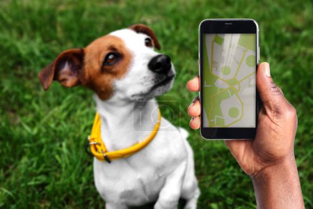 Antrag auf Suche nach einem Haustier mittels Identifikationschip. Afroamerikaner benutzt Smartphone in der Nähe von Hund mit Halsband im Freien, Nahaufnahme