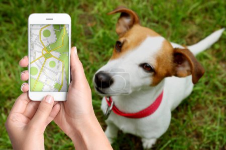 Photo for Application to find pet by identification chip. Woman using smartphone near dog with collar outdoors, closeup - Royalty Free Image