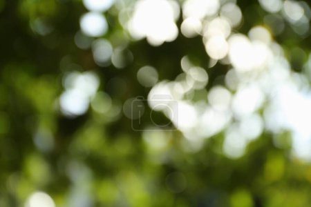 Vista borrosa de árboles verdes en el día soleado al aire libre. Efecto Bokeh