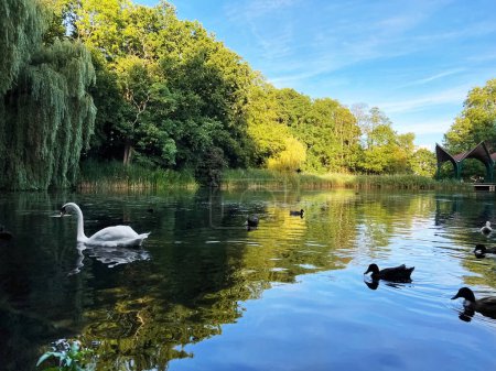 Photo for Beautiful white swan and many ducks swimming in lake outdoors - Royalty Free Image