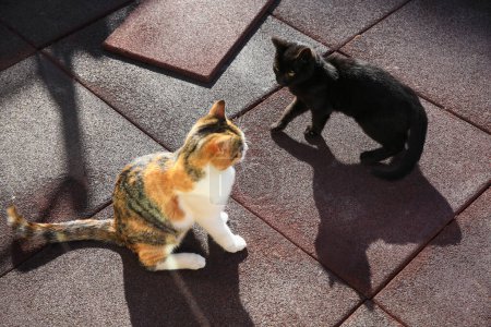 Téléchargez les photos : Beaux chats noirs et calico sur des carreaux de caoutchouc à l'extérieur. Animaux errants - en image libre de droit