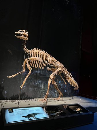 Photo for Leiden, Netherlands - June 18, 2022: Life size skeleton of Edmontosaurus in Naturalis Biodiversity Center - Royalty Free Image