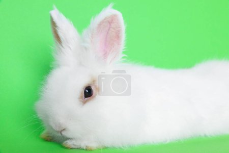 Foto de Conejo blanco esponjoso sobre fondo verde, primer plano. Linda mascota - Imagen libre de derechos