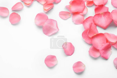 Photo for Beautiful pink rose flower petals on white background, top view - Royalty Free Image