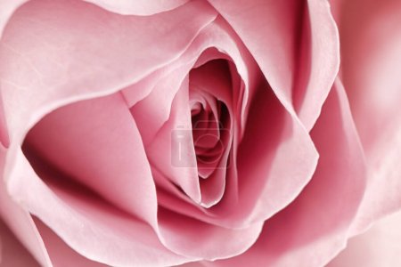 Erotische Metapher. Rosenknospe mit Blütenblättern, die an Vulva erinnern. Schöne Blume als Hintergrund, Nahaufnahme