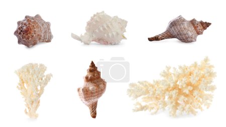 Foto de Conjunto de diferentes conchas marinas exóticas y corales secos sobre fondo blanco - Imagen libre de derechos