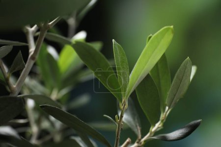 Téléchargez les photos : Brindilles d'olivier aux feuilles vertes fraîches sur fond flou, gros plan - en image libre de droit