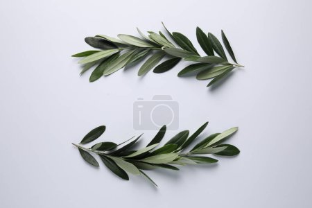 Téléchargez les photos : Brindilles d'olivier avec des feuilles vertes fraîches sur fond blanc, à plat - en image libre de droit