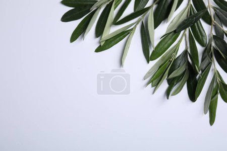 Téléchargez les photos : Brindilles d'olivier avec des feuilles vertes fraîches sur fond blanc, à plat. Espace pour le texte - en image libre de droit