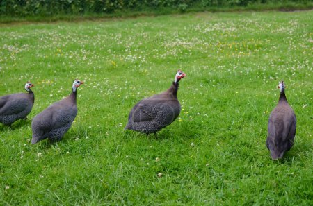 Photo for Many guinea fowls grazing on green grass - Royalty Free Image