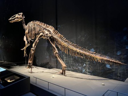 Photo for Leiden, Netherlands - June 18, 2022: Life size skeleton of Edmontosaurus in Naturalis Biodiversity Center - Royalty Free Image