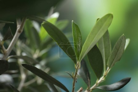 Téléchargez les photos : Brindilles d'olivier aux feuilles vertes fraîches sur fond flou, gros plan - en image libre de droit