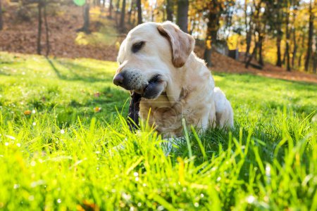 Photo for Cute Labrador Retriever dog playing with stick on green grass in sunny autumn park - Royalty Free Image