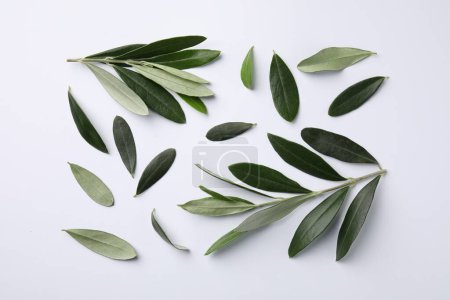 Téléchargez les photos : Brindilles d'olivier avec des feuilles vertes fraîches sur fond blanc, à plat - en image libre de droit