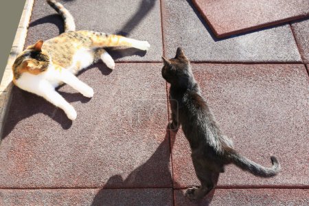 Téléchargez les photos : Beaux chats noirs et calico sur des carreaux de caoutchouc à l'extérieur, au-dessus de la vue. Animaux errants - en image libre de droit