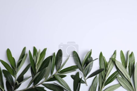 Téléchargez les photos : Brindilles d'olivier avec des feuilles vertes fraîches sur fond blanc, à plat. Espace pour le texte - en image libre de droit