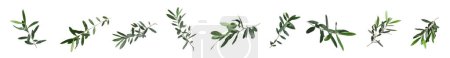 Téléchargez les photos : Ensemble de brindilles d'olivier avec des feuilles vertes fraîches sur fond blanc. Conception de bannière - en image libre de droit