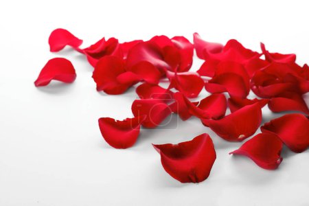 Téléchargez les photos : Pétales de rose rouge frais sur fond blanc - en image libre de droit