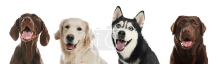 Téléchargez les photos : Joyeux animaux. Adorables chiens souriant sur fond blanc, design de bannière. Chocolate Labrador Retriever, Husky sibérien, pointeur allemand à poil court et Golden Retriever - en image libre de droit