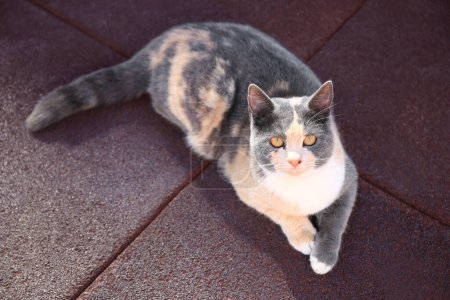 Beautiful calico cat lying on rubber tiles outdoors. Stray animal