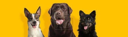 Foto de Felices mascotas. Lindos perros sonriendo sobre fondo amarillo, diseño de banner. Adorable chocolate Labrador Retriever y mongrels - Imagen libre de derechos