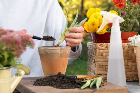 Téléchargez les photos : Femme transplantant des semis d'aloès en pot dans le jardin, gros plan - en image libre de droit