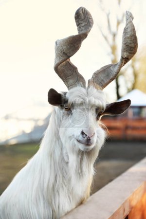 Téléchargez les photos : Belle chèvre Girgentana à l'intérieur du paddock dans le zoo - en image libre de droit