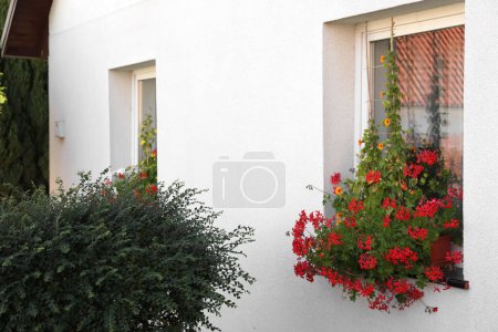 Téléchargez les photos : View of flower boxes on window sills outdoors - en image libre de droit