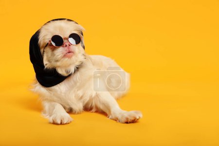 Foto de Cute Pekingese dog with bandana and sunglasses on yellow background. Space for text - Imagen libre de derechos