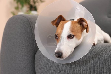 Cute Jack Russell Terrier dog wearing medical plastic collar on sofa indoors