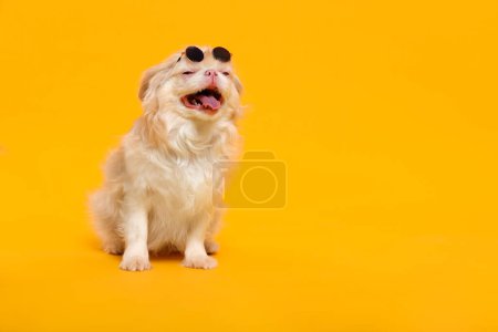 Foto de Cute Pekingese dog with sunglasses on yellow background. Space for text - Imagen libre de derechos