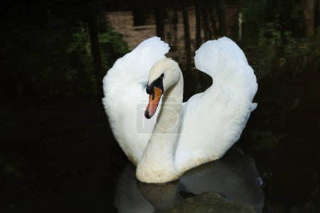 Photo for Beautiful white swan swimming in lake outdoors - Royalty Free Image