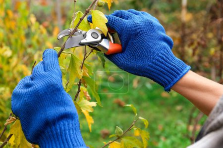 Photo for Woman wearing gloves pruning tree branch by secateurs in garden, closeup - Royalty Free Image