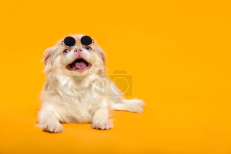 Foto de Cute Pekingese dog with sunglasses on yellow background. Space for text - Imagen libre de derechos