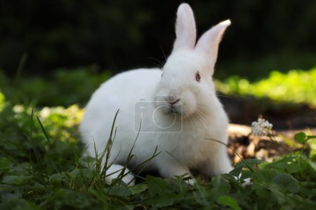 Foto de Lindo conejo blanco cerca del tocón del árbol en la hierba verde al aire libre - Imagen libre de derechos