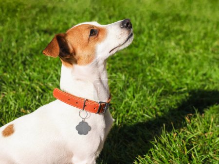 Schöner Jack Russell Terrier im Hundehalsband mit Metallanhänger auf grünem Gras im Freien