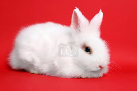 Foto de Fluffy white rabbit on red background. Cute pet - Imagen libre de derechos